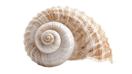 A single seashell isolated on white background