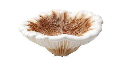 A single mushroom isolated on white background 