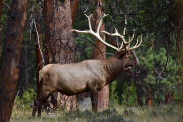 bull elk in Rocky Mountain national park