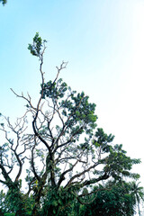 Leafless Tree Against Clear Sky