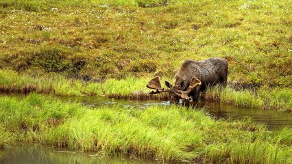 buffalo in the grass