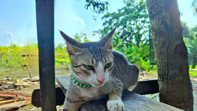 cat on the tree
