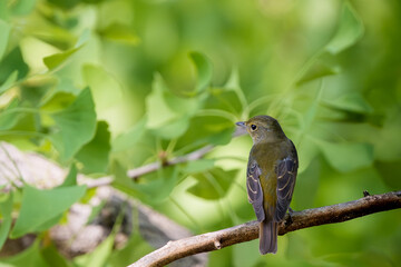 枝に止まるキビタキ