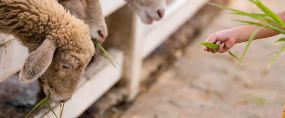Close-up low-angle shot of young child's hand offering bundle of green grass to hungry sheep. Sheep is seen with its head down, munching on food.Fun of interacting with farm animals.Rural life concept