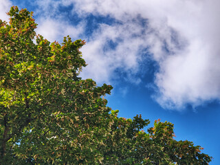 Crown of large green tree against background of blue sky with fluffy clouds. Summer sunny day. Close-up. Copy space for text.