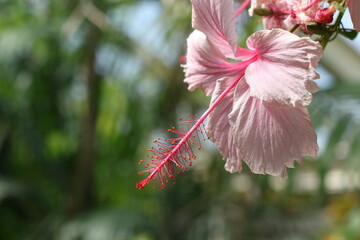 Beautiful hibiscus flower close-up photography with blur background.