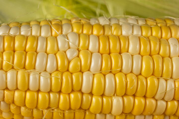 Fresh raw ripe corn cob with bright kernels macro