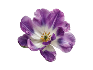 Vivid tulip blossom vibrant color isolated on transparent background, Clipart png