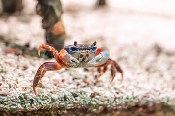 Colorful fiddler crab with large claw raised on sandy ground, marine crustacean showing behavior in coastal habitat