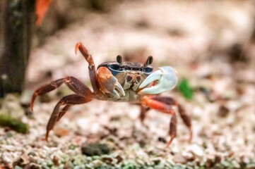 Colorful fiddler crab with large claw raised on sandy ground, marine crustacean showing behavior in coastal habitat © Fernando