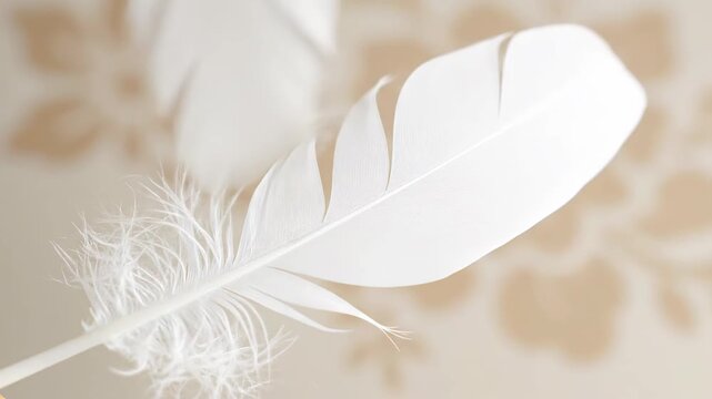 Gentle white feather floating slowly and gracefully. Symbolic video embodying purity, airiness, smoothness, tranquility, celestial, and calmness