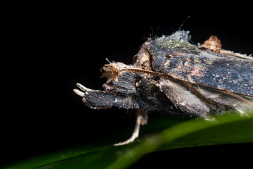 Side Profile of Acleris Moth on Leaf in Pulau Ubin