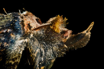 Macro Close-Up of Acleris Moth Head and Scales