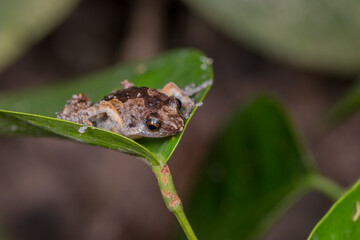 Juvenile Banded Bullfrog (Kaloula pulchra) resting on leaf in Pulau Ubin, Singapore