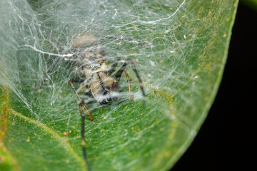 Ant-Mimic Jumping Spider (Myrmarachne sp.) hiding in silk retreat