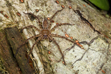 Huntsman Spider (Heteropoda sp.) camouflaged on tree bark in Pulau Ubin, Singapore
