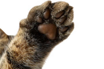 Close up macro photography of adorable cat paw pads with soft fur texture