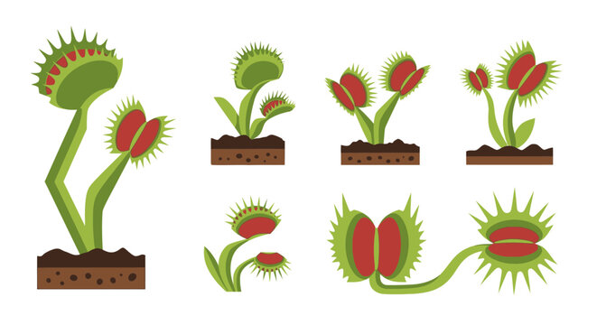 Collection of flat vector Venus flytrap illustrations with spiky green leaves and open or closed red traps, depicted in various growth stages and poses.
