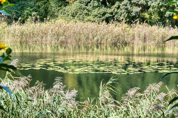 the Cybina River valley, a protected nature area covered with forests and lush aquatic vegetation