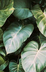 Lush Green Leaves Thrive in a Tropical Setting During Bright Daylight