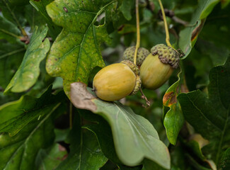 Acorns 