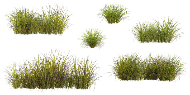3d illustration of Carex plants on transparent background
