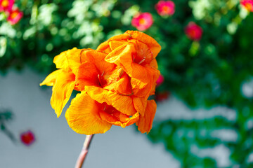 Orange Flower with Blurred Foliage