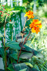 Orange Canna Lilies in a Garden