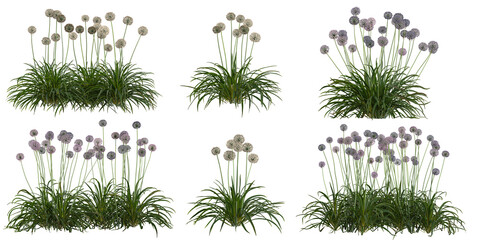 Collection of Allium plants on transparent background