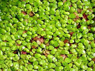 Autumn in our garden, wonderful colors and lights.