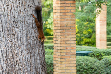 A squirrel is climbing a tree