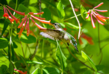 Green feathered, female ruby throated hummingbird,  Archilochus colubris, drinking nectar from a coral honeysuckle flower
