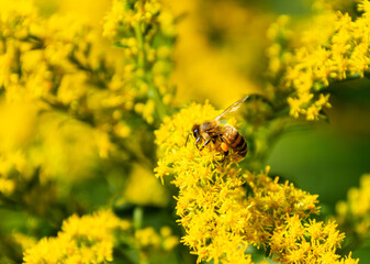 A honeybee with a pollen sac called the corbicula, on a goldenrod wildflower in late summer