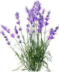 Naklejka premium lavender, flower, purple, nature, plant, garden, flowers, field, summer, spring, herb, blossom, flora, bloom, violet, beauty, blue, floral, aromatherapy, aroma, macro, color, herbal, close up, medicin