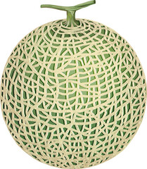 Sweet tropical fruit melon illustration.