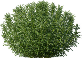 flower, daisy, nature, meadow, field, grass, plant, summer, spring, flowers, camomile, white, chamomile, garden, yellow, blossom, flora, daisies, season, floral, beauty, bloom, herb, blooming, petal