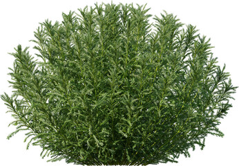 flower, daisy, nature, meadow, field, grass, plant, summer, spring, flowers, camomile, white, chamomile, garden, yellow, blossom, flora, daisies, season, floral, beauty, bloom, herb, blooming, petal