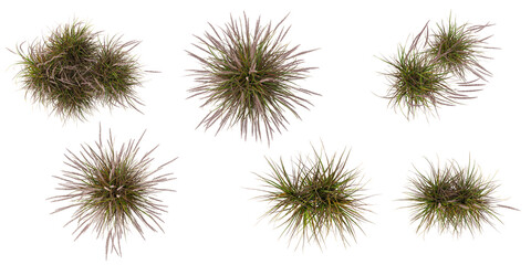 Collection of Pennisetum plants on transparent background from the top view