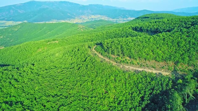 Beautiful green mountain forest
