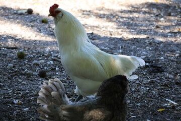A regal looking chicken with white feathers wandering around a garden in the country. © brandon