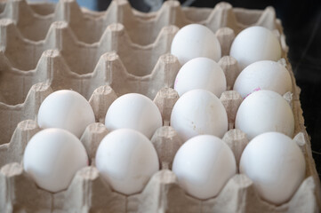 Fresh Chicken Eggs in Carton Tray