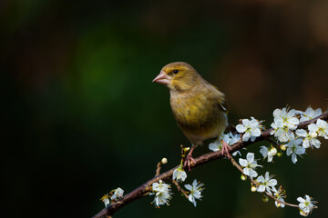 European greenfinch or simply the greenfinch (Chloris chloris)  searching for food in the forest in the Netherlands