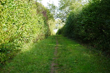 Obraz premium Green grassy path between hedgerows on the East Midlands Airport Trail, Nottinghamshire, England, countryside walk
