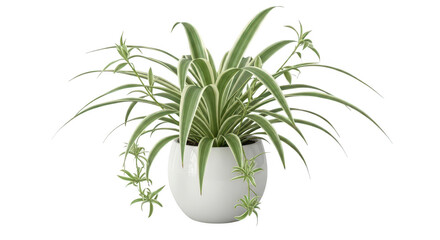 Fototapeta premium Spider plant with variegated leaves in a white pot against black background