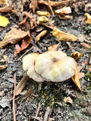 Mushroom Growing in a Leaf-Covered Forest Floor During Autumn