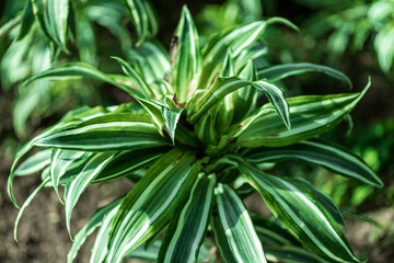 Fototapeta premium Variegated Dracaena Plant with Green and White Leaves