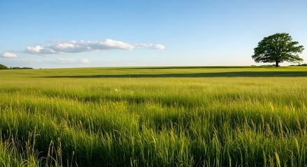 Expansive green meadow with a solitary tree under a blue sky with scattered clouds