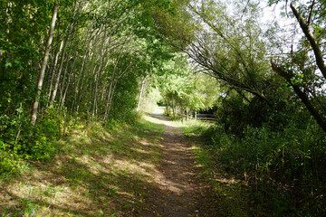 Obraz premium Sunlit Path through Trees on the East Midlands Airport Trail Nottinghamshire England scenic woodland walk