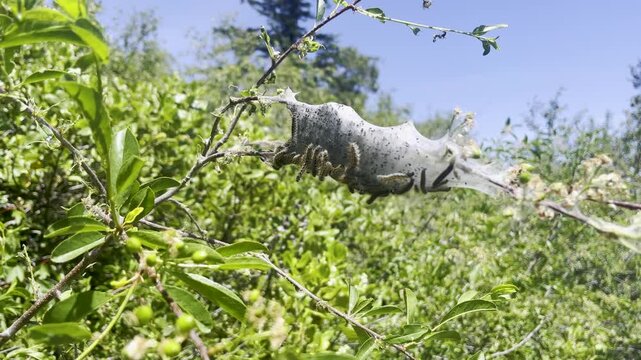 fall webworm moth nest in idaho mountains on a clear summer day