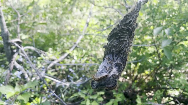 fall webworm larval nest moths in tree in Idaho woods
